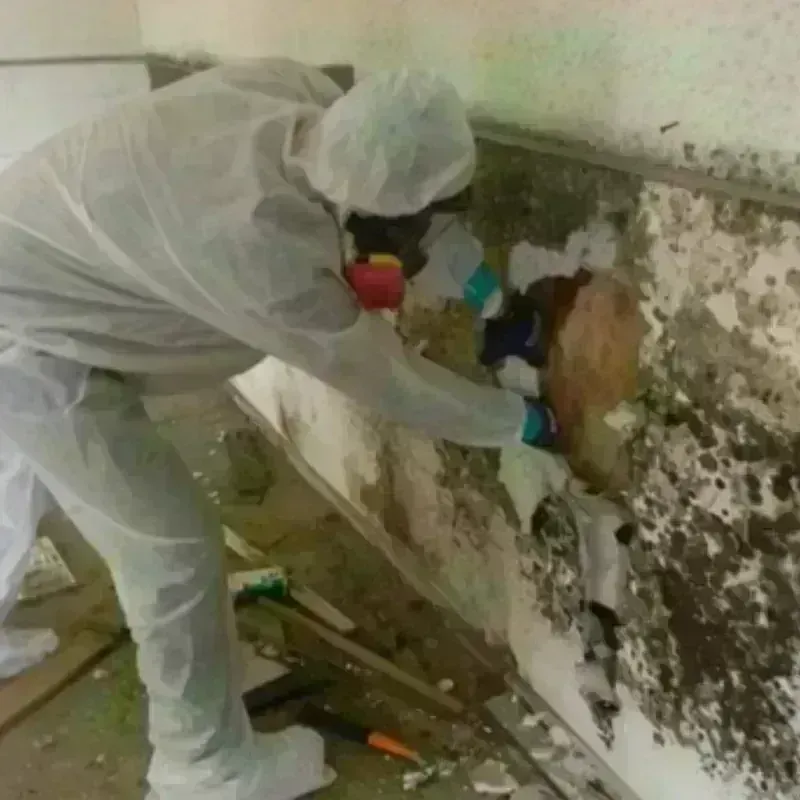 Mold Remediation and Removal in Chester, CA